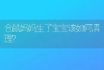 仓鼠妈妈生了宝宝该如何清理？