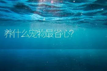 养什么宠物最省心？