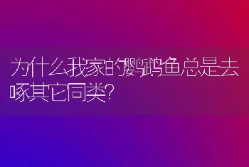 为什么我家的鹦鹉鱼总是去啄其它同类？