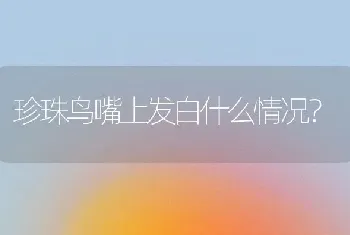 珍珠鸟嘴上发白什么情况？