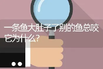 一条鱼大肚子了别的鱼总咬它为什么？