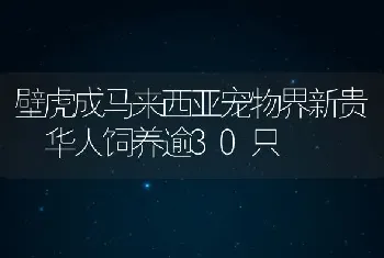 壁虎成马来西亚宠物界新贵 华人饲养逾30只