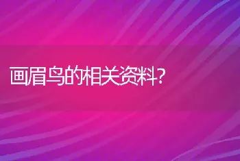 画眉鸟的相关资料？