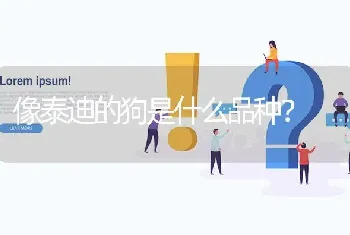 像泰迪的狗是什么品种？