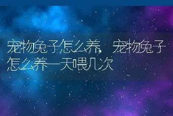 宠物兔子怎么养，宠物兔子怎么养一天喂几次