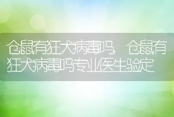 仓鼠有狂犬病毒吗，仓鼠有狂犬病毒吗专业医生验定