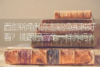 西部锦龟和东部锦龟那种好看?能跟巴西龟一样养吗？