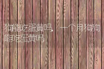 狗能吃蛋黄吗，一个月狗狗能吃蛋黄吗