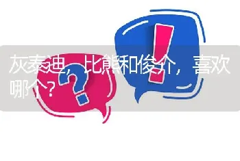 灰泰迪，比熊和俊介，喜欢哪个？