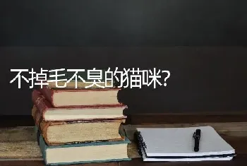 不掉毛不臭的猫咪？