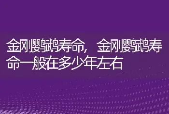 金刚鹦鹉寿命，金刚鹦鹉寿命一般在多少年左右