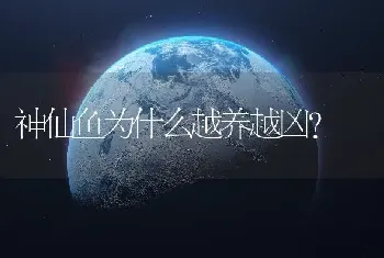 神仙鱼为什么越养越凶？