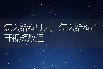 怎么给狗刷牙，怎么给狗刷牙视频教程