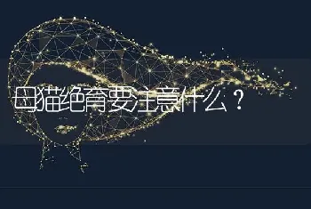 母猫绝育要注意什么？