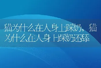 猫为什么在人身上踩奶，猫为什么在人身上踩奶还舔