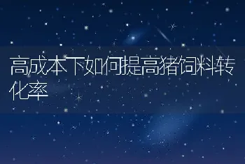 高成本下如何提高猪饲料转化率