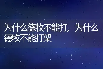 为什么德牧不能打，为什么德牧不能打架