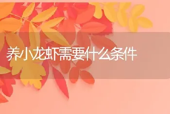 养小龙虾需要什么条件