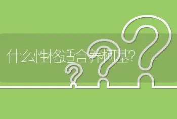 什么性格适合养柯基？