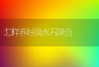 怎样养好淡水石斑鱼