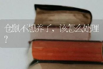 仓鼠不想养了，该怎么处理？