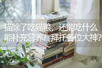 猫除了吃猫粮，还能吃什么能补充营养?拜托各位大神？