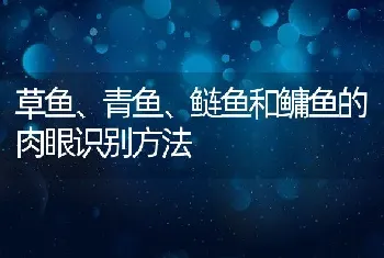 草鱼、青鱼、鲢鱼和鳙鱼的肉眼识别方法