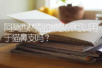 阿莫西林克拉维酸钾可以用于猫鼻支吗？