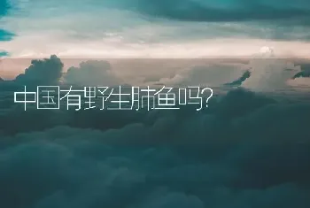 中国有野生肺鱼吗？