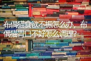 布偶猫食欲不振怎么办，布偶猫胃口不好怎么调理？