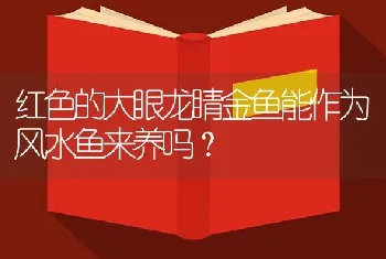 红色的大眼龙睛金鱼能作为风水鱼来养吗？