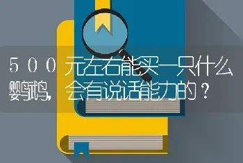 500元左右能买一只什么鹦鹉，会有说话能力的？