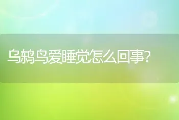 给狗狗取个好的名字？