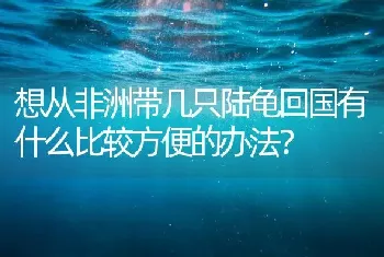 想从非洲带几只陆龟回国有什么比较方便的办法？