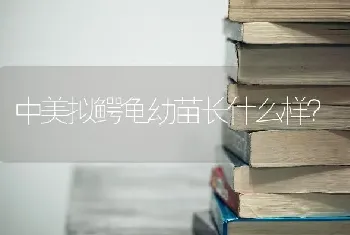 中美拟鳄龟幼苗长什么样？