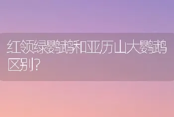 红领绿鹦鹉和亚历山大鹦鹉区别？