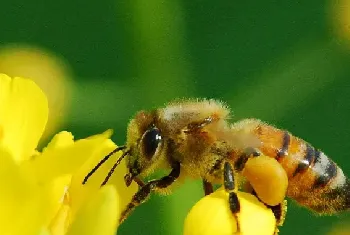 中蜂囊状幼虫病特点和防治