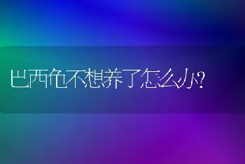 巴西龟不想养了怎么办？