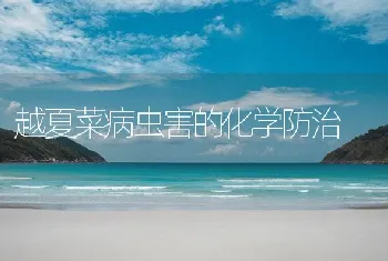 越夏菜病虫害的化学防治