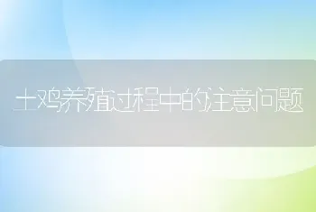 土鸡养殖过程中的注意问题