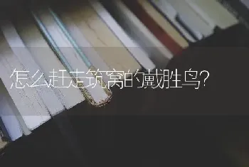 怎么赶走筑窝的戴胜鸟？