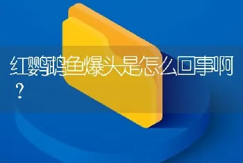 红鹦鹉鱼爆头是怎么回事啊？