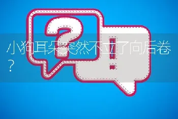 小狗耳朵突然不立了向后卷？