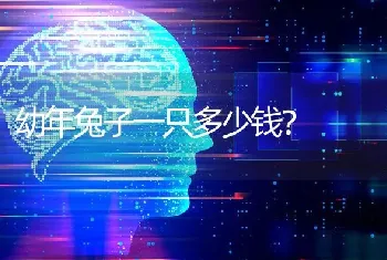 幼年兔子一只多少钱？