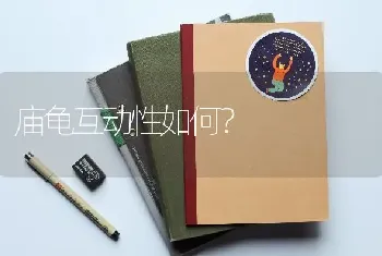 庙龟互动性如何？