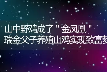 山中野鸡成了＂金凤凰＂ 瑞金父子养殖山鸡实现致富梦