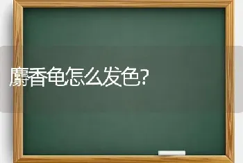 麝香龟怎么发色？