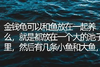 金钱龟可以和鱼放在一起养么，就是都放在一个大的池子里