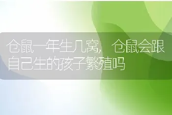 仓鼠一年生几窝，仓鼠会跟自己生的孩子繁殖吗