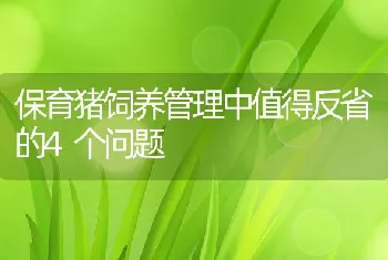 保育猪饲养管理中值得反省的4个问题